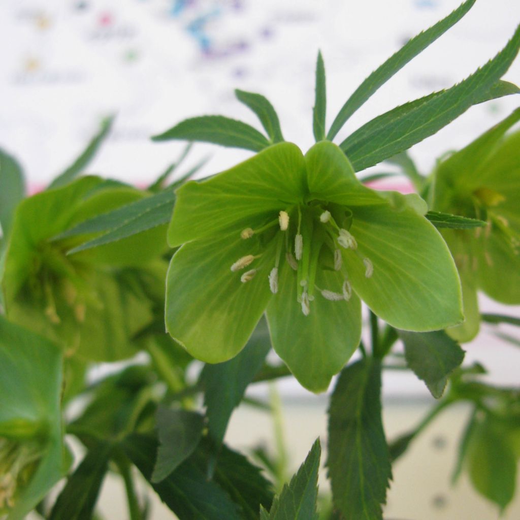 Helleborus dumetorum - Nieswurz