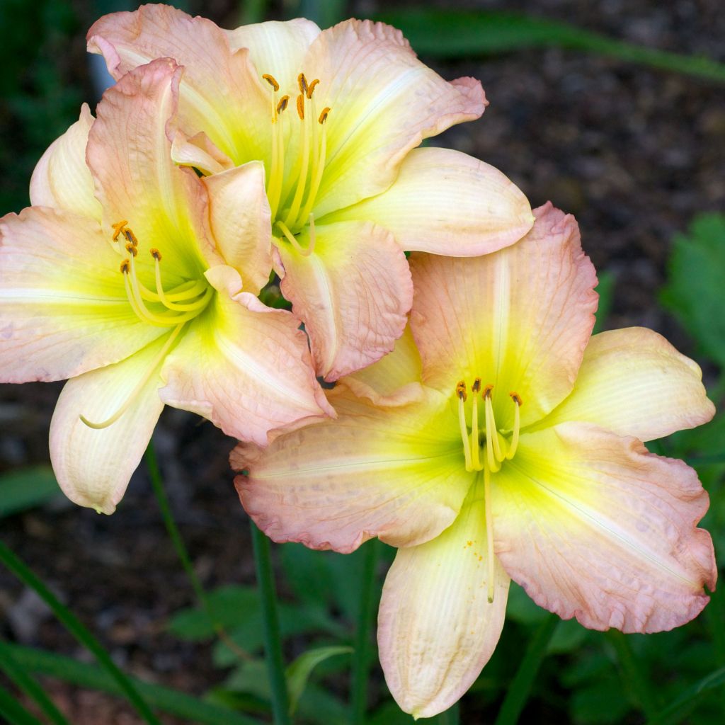 Hemerocallis Amy Stewart - Taglilie