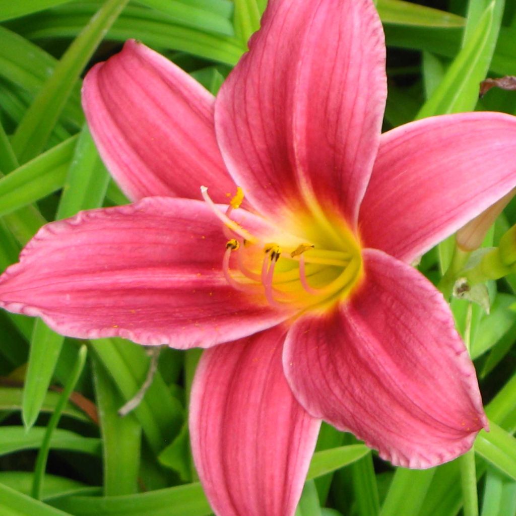 Hemerocallis Baby Betsy - Taglilie