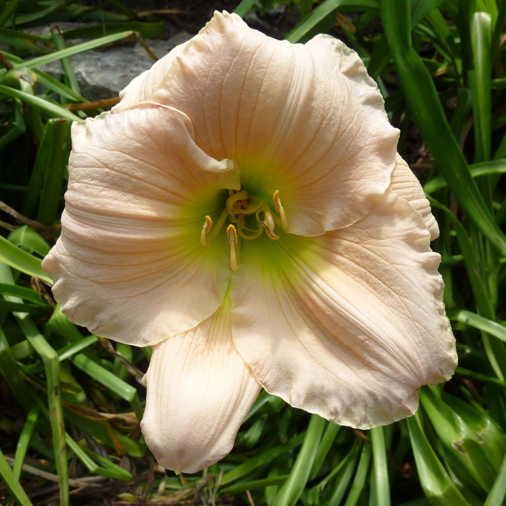 Hemerocallis Barbara Mitchell - Taglilie
