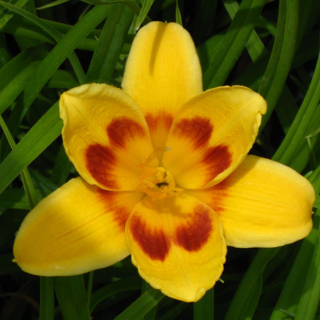 Hemerocallis Black Eyed Susan - Taglilie