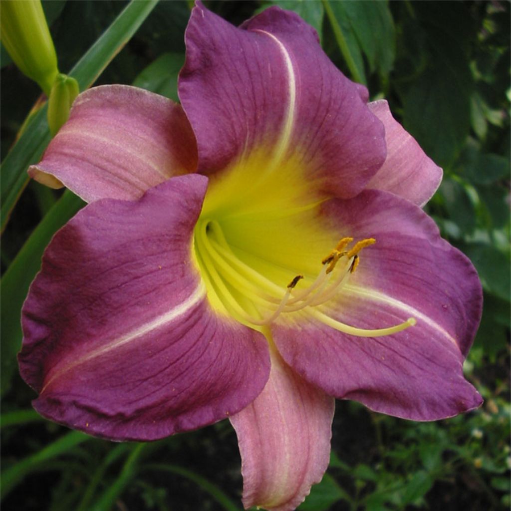 Hemerocallis Blue Sheen - Taglilie