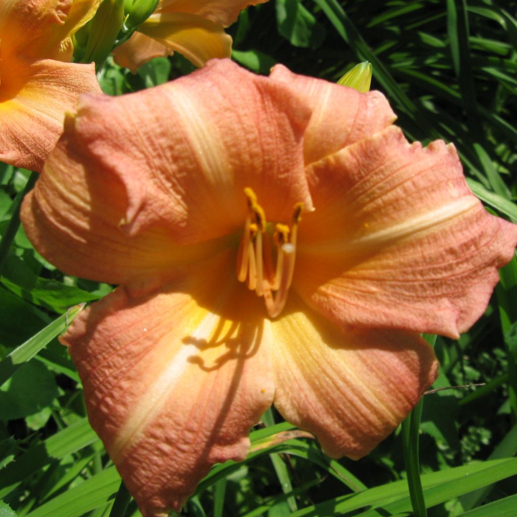Hemerocallis Children s Festival - Taglilie