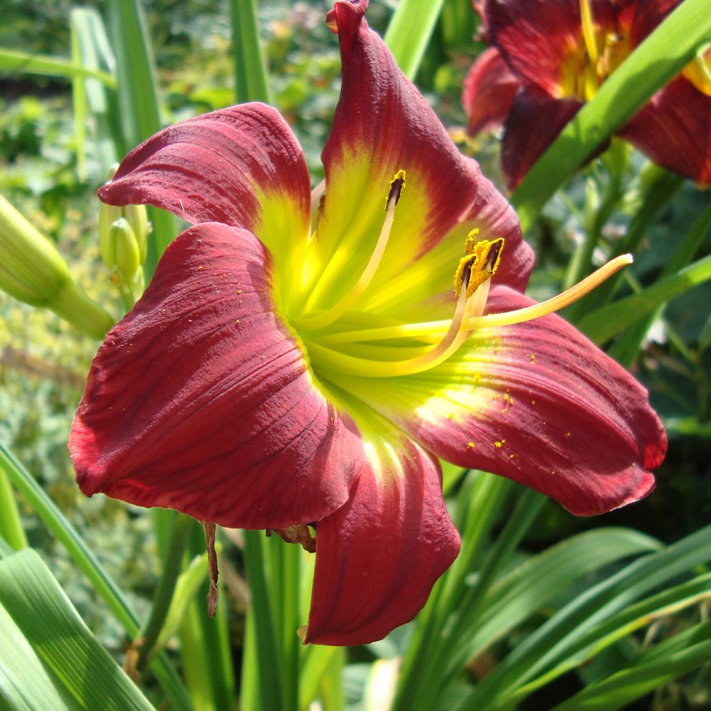Hemerocallis Christmas Is - Taglilie