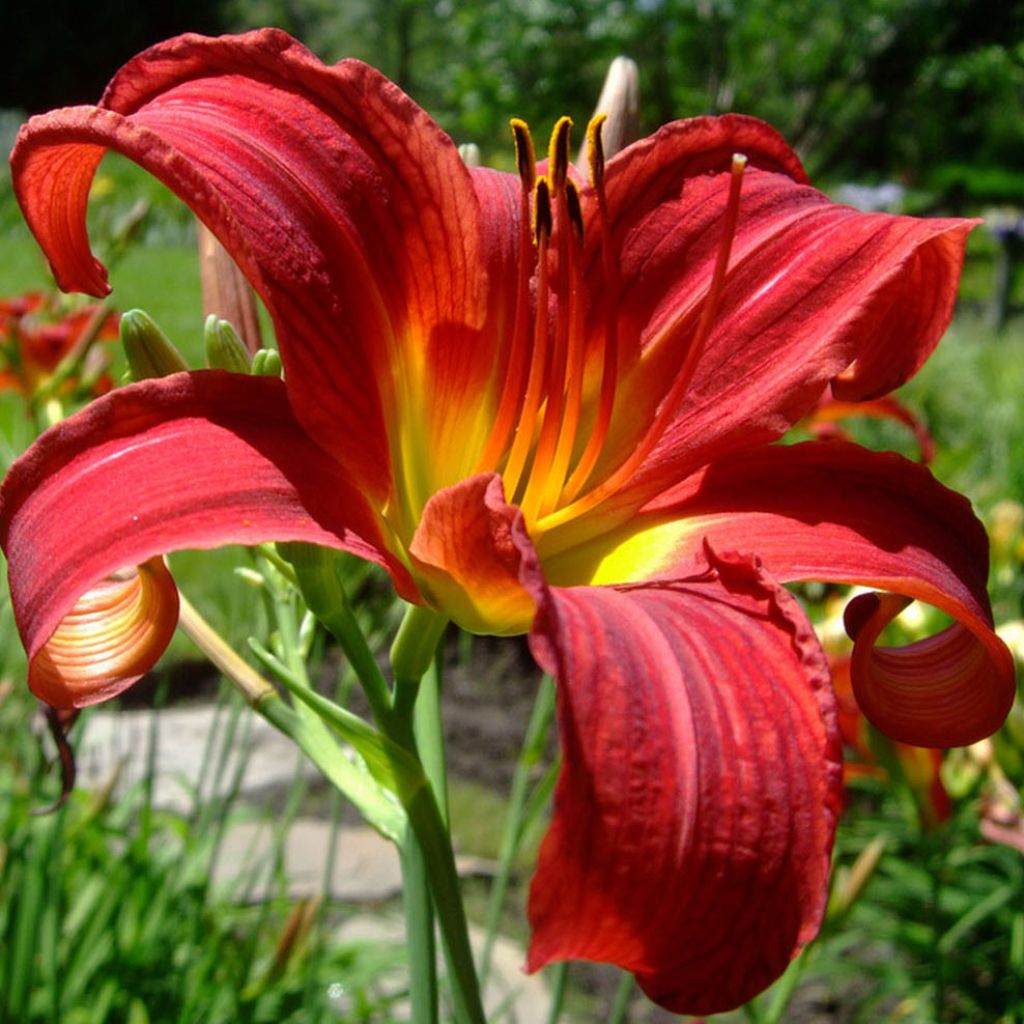 Hemerocallis Crimson Glory - Taglilie