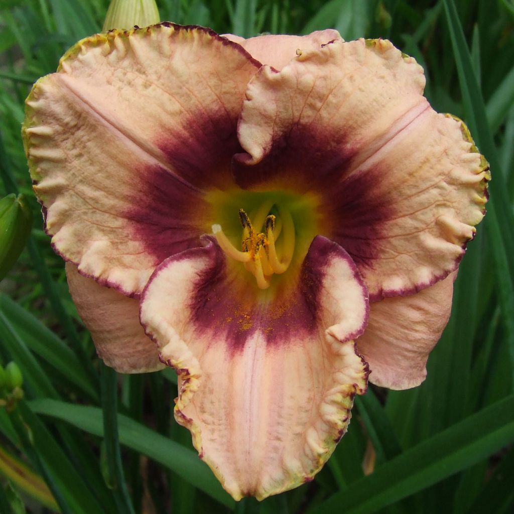 Hemerocallis Daring Dilemma - Taglilie