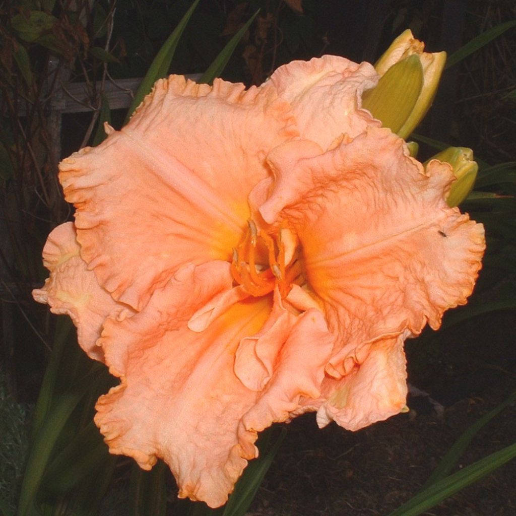 Hemerocallis Elisabeth Salter - Taglilie