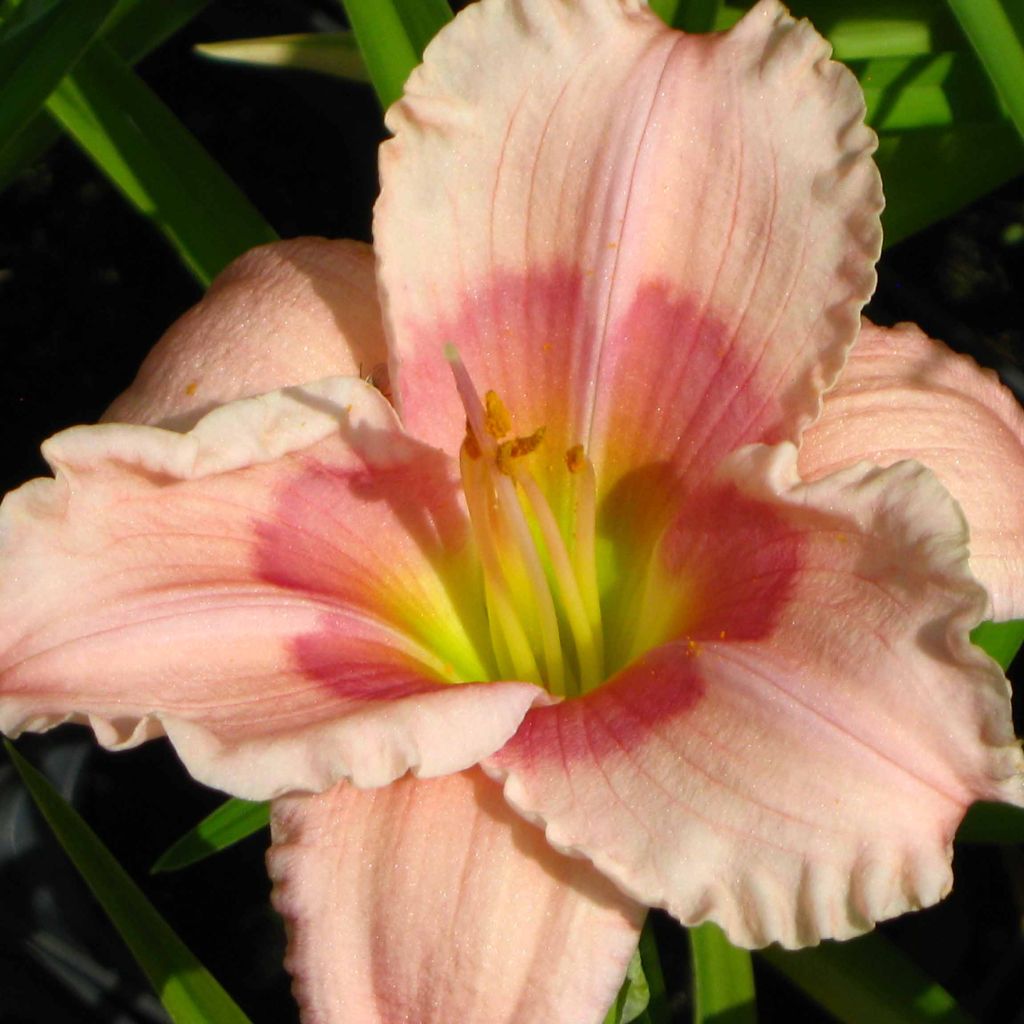 Hemerocallis Janice Brown - Taglilie