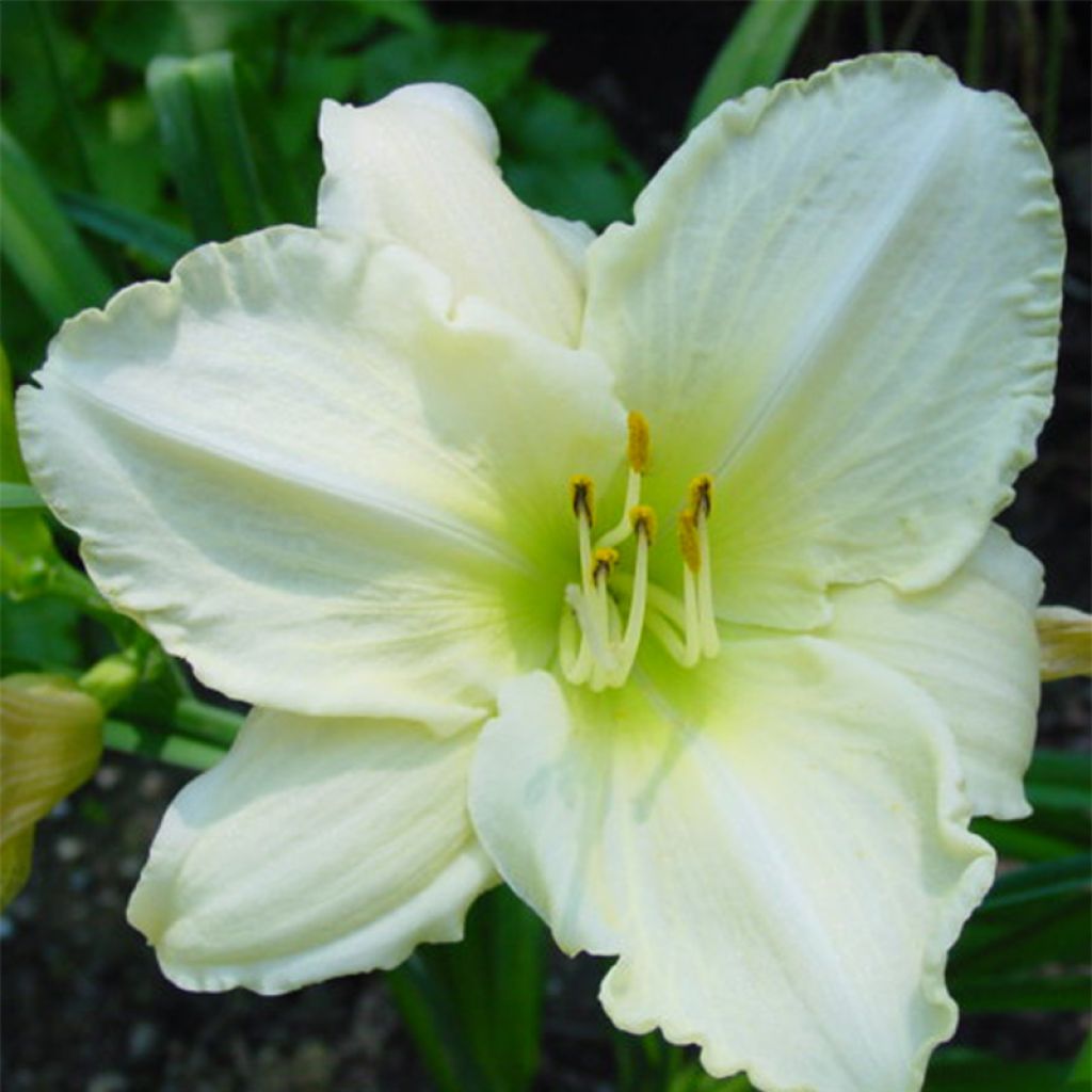 Hemerocallis Lime Frost - Taglilie