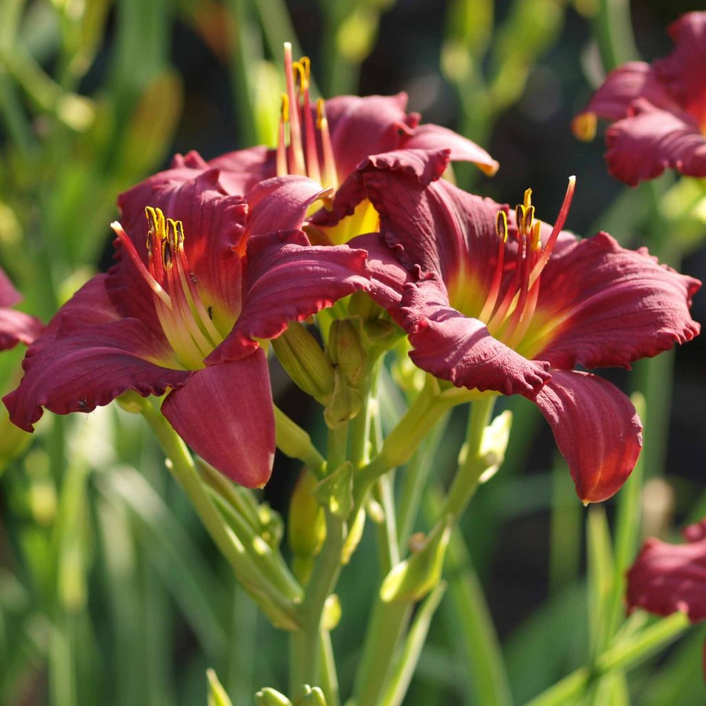 Hemerocallis Pardon Me - Taglilie