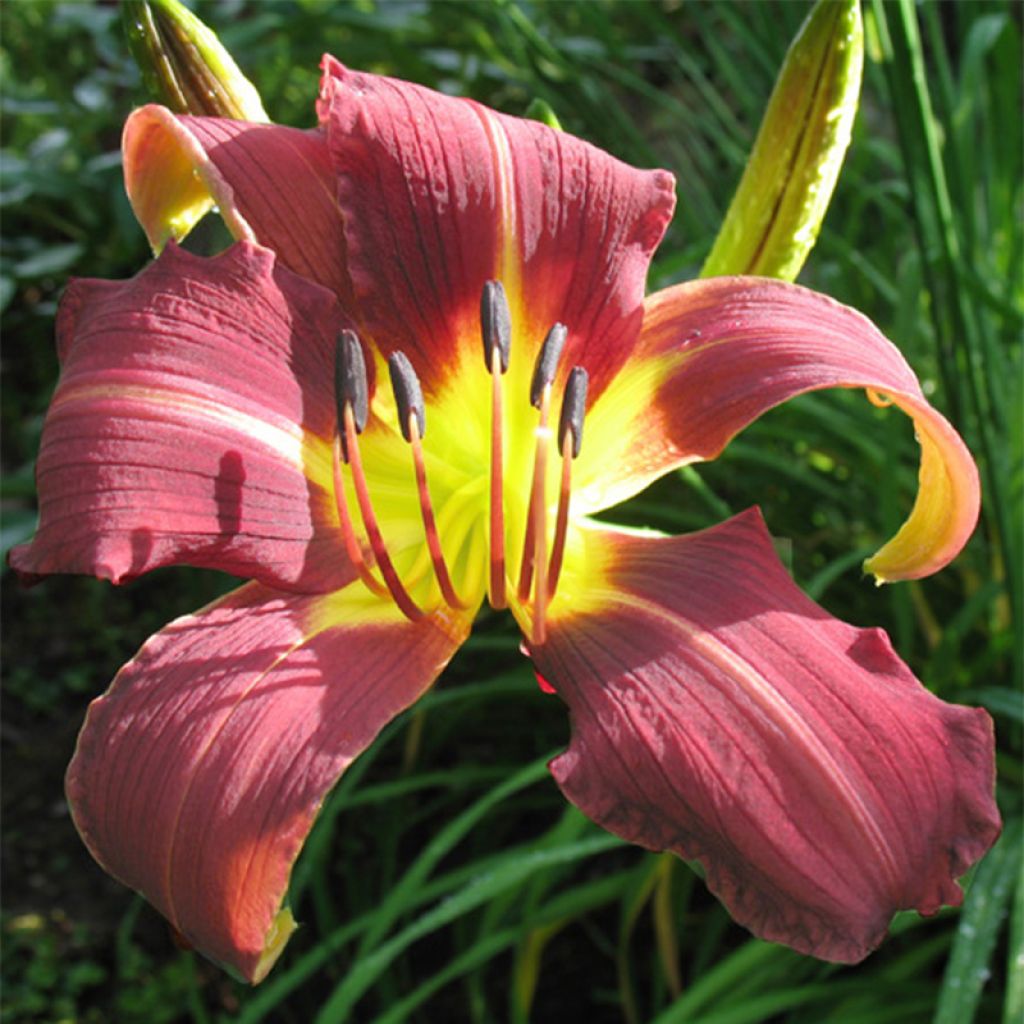 Hemerocallis Purple Magic - Taglilie