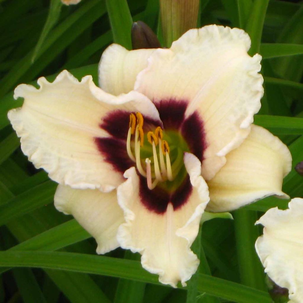 Hemerocallis Snowy Eyes - Taglilie