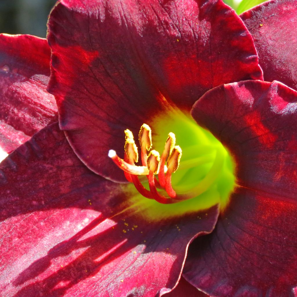 Hemerocallis Vintage Bordeaux - Taglilie