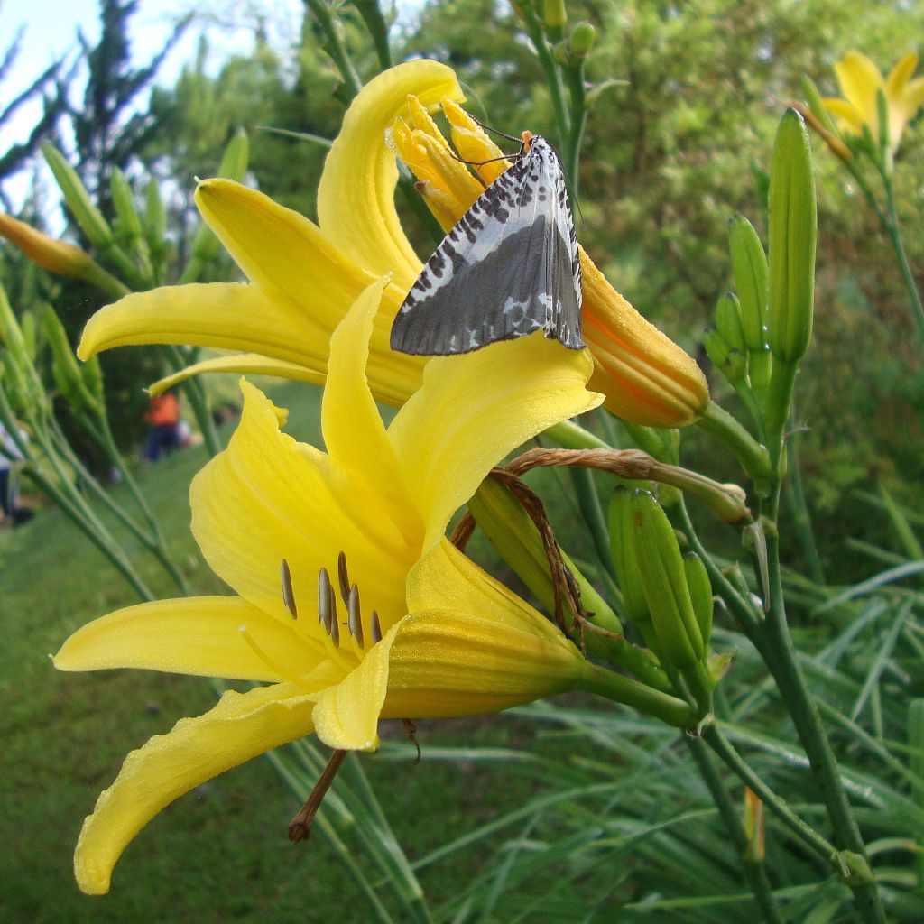 Hemerocallis lilioasphodelus - Taglilie