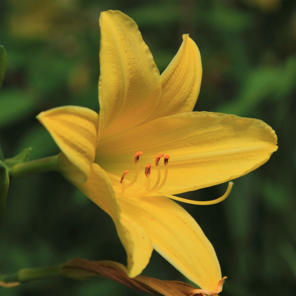 Hémérocalle lilioasphodelus