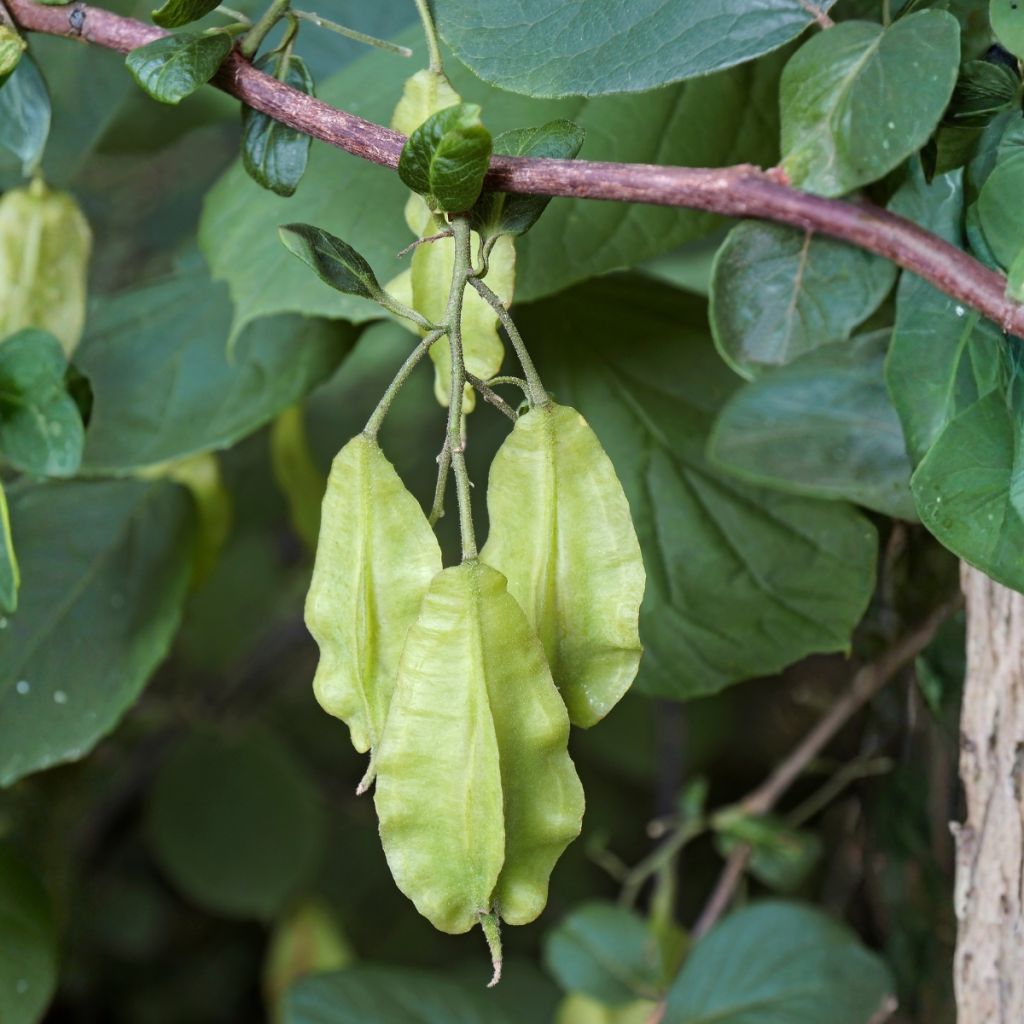 Halesia carolina - Maiglöckchenbaum