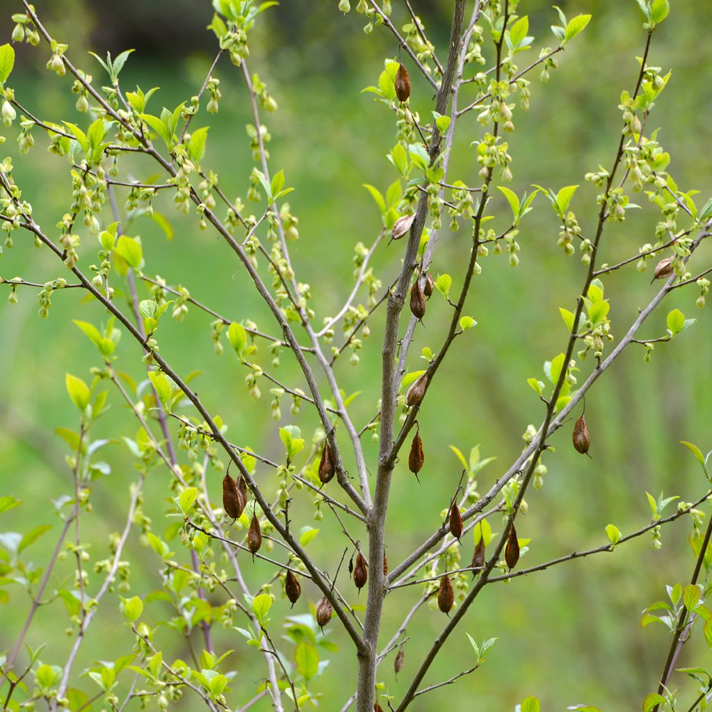 Halesia carolina - Maiglöckchenbaum