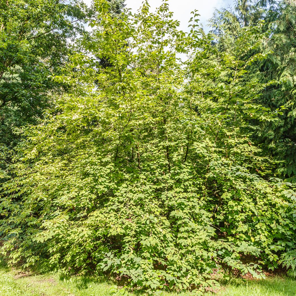 Halesia carolina var. monticola - Schneeglöckchenbaum