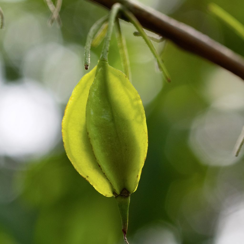 Halesia carolina var. monticola - Schneeglöckchenbaum