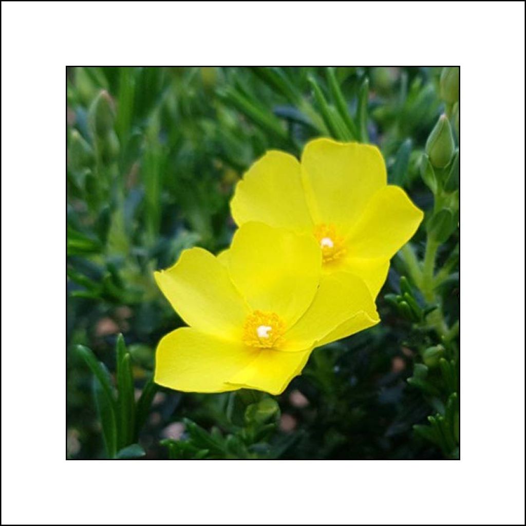 Halimium libanotis April Sun - Steinrose