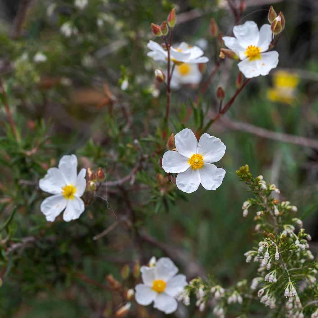 Halimium umbellatum April Snow - Steinrose