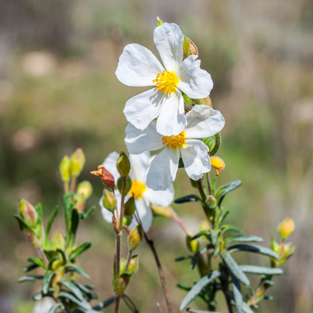 Halimium umbellatum April Snow - Steinrose