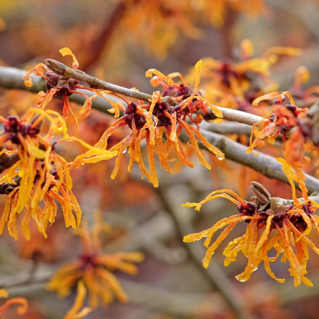 Zaubernuss Aphrodite - Hamamelis intermedia