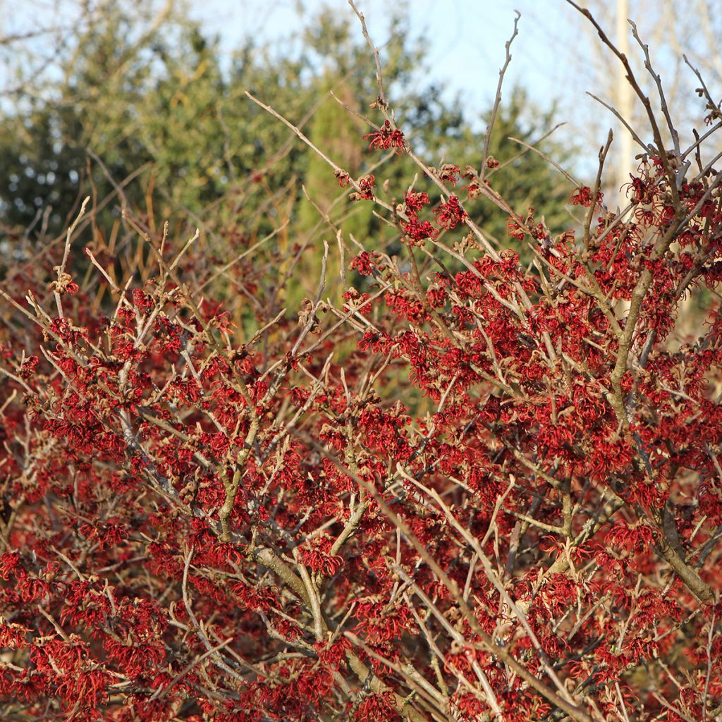 Zaubernuss Rubin - Hamamelis intermedia