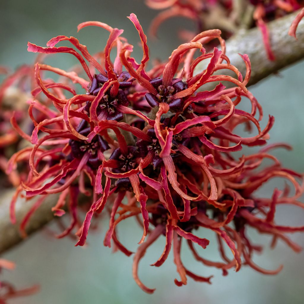 Zaubernuss Rubin - Hamamelis intermedia