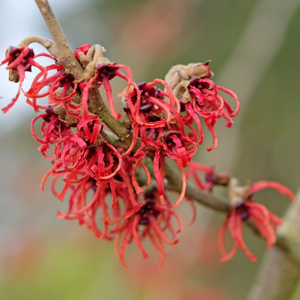 Zaubernuss Rubin - Hamamelis intermedia