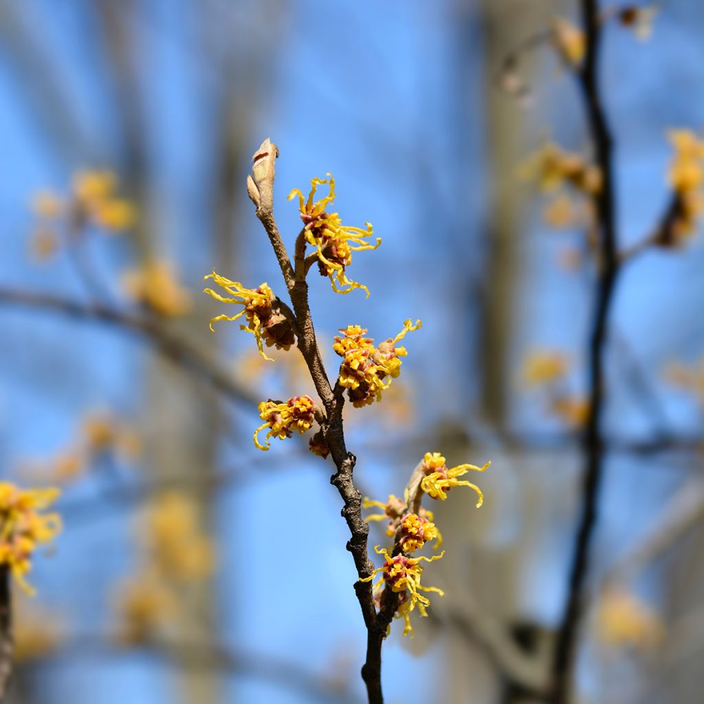 Japanische Zaubernuss Zuccariniana - Hamamelis japonica
