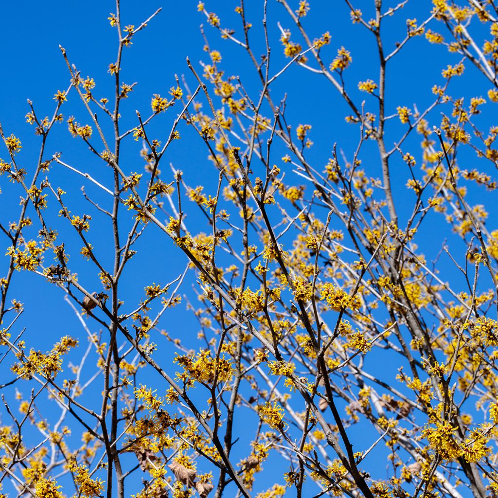 Chinesische Zaubernuss Pallida - Hamamelis mollis