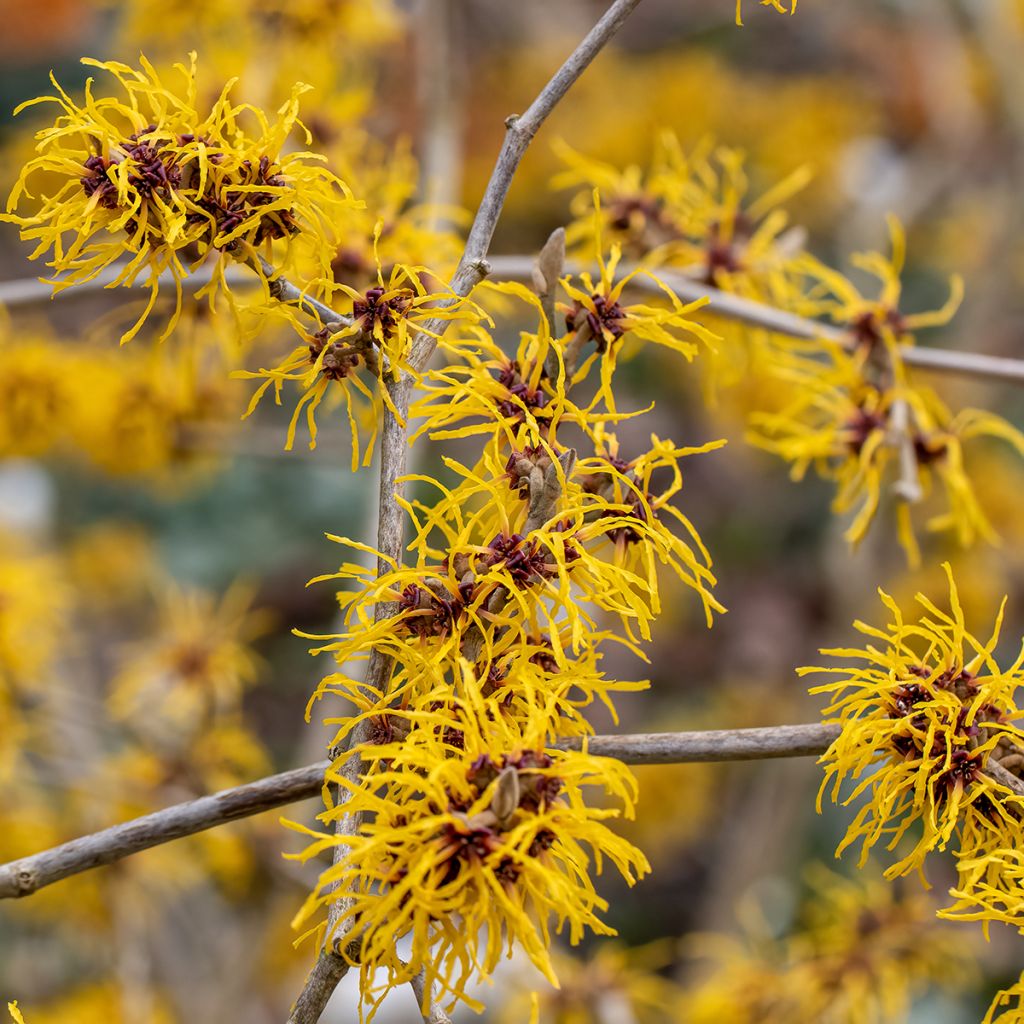 Zaubernuss Barmstedt Gold - Hamamelis intermedia