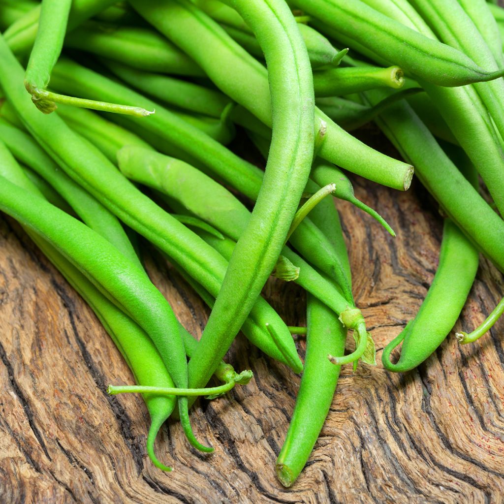 Buschbohne Maxi Bio 2