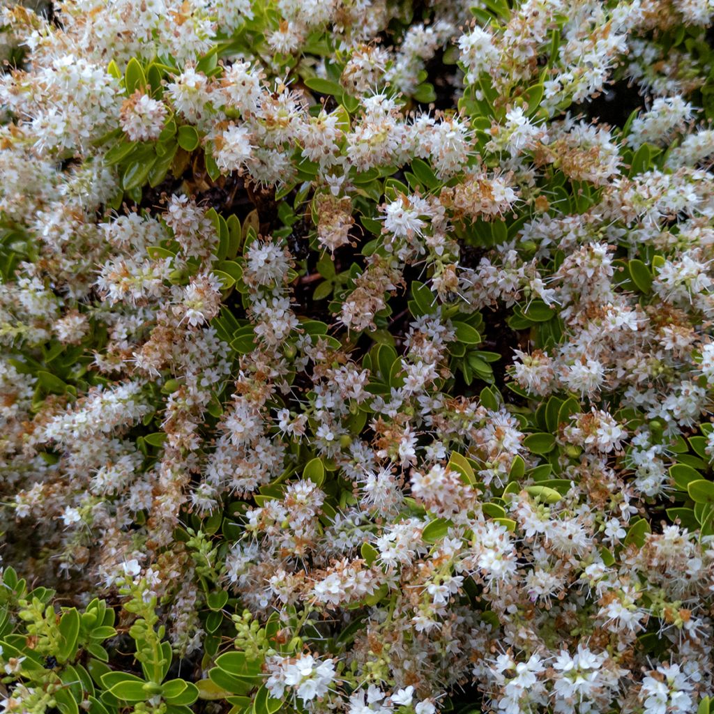 Hebe pinguifolia Sutherlandii - Strauchveronika