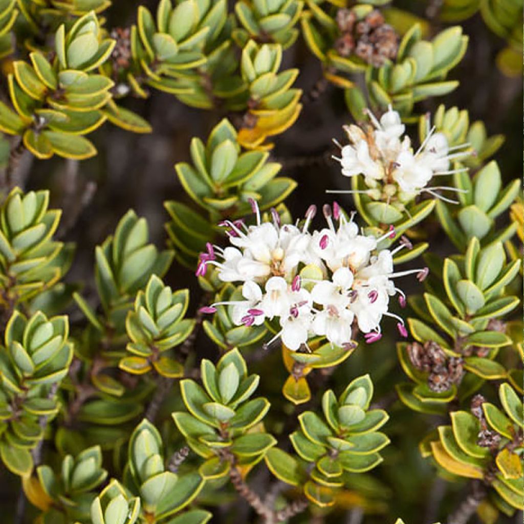 Hebe topiaria - Strauchveronika
