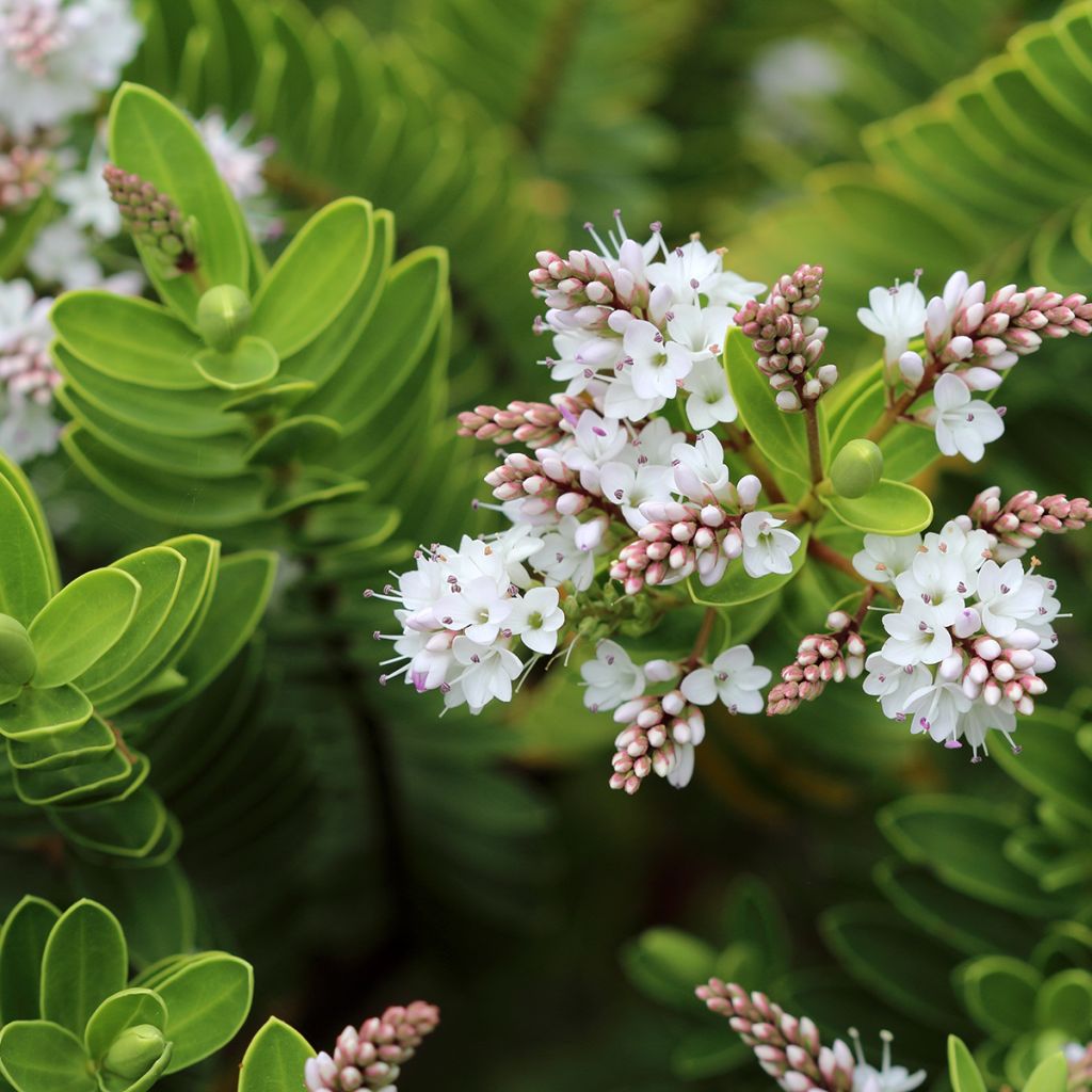 Hebe vernicosa - Strauchveronika