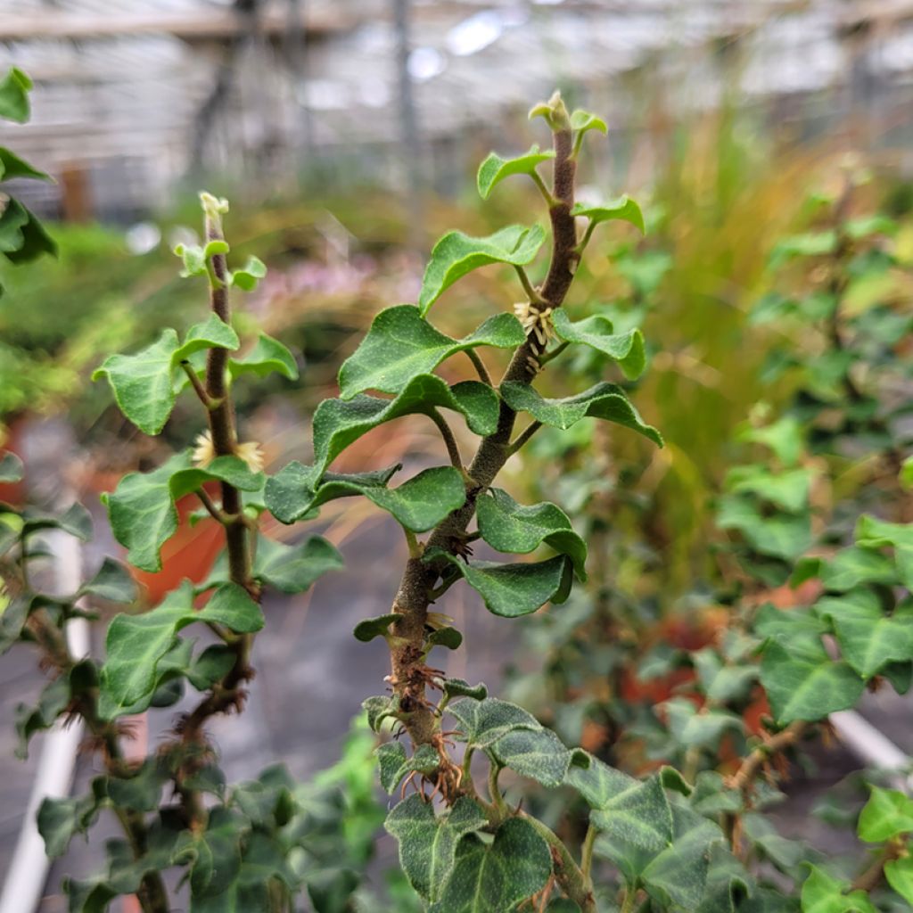 Efeu Conglomerata - Hedera helix