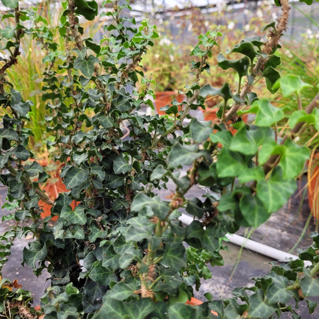 Efeu Conglomerata - Hedera helix
