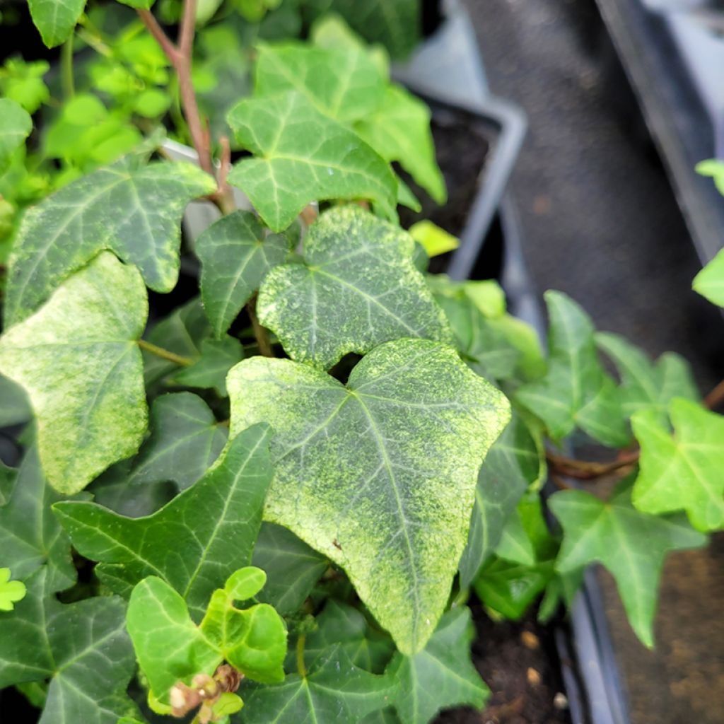 Efeu Frosty - Hedera helix