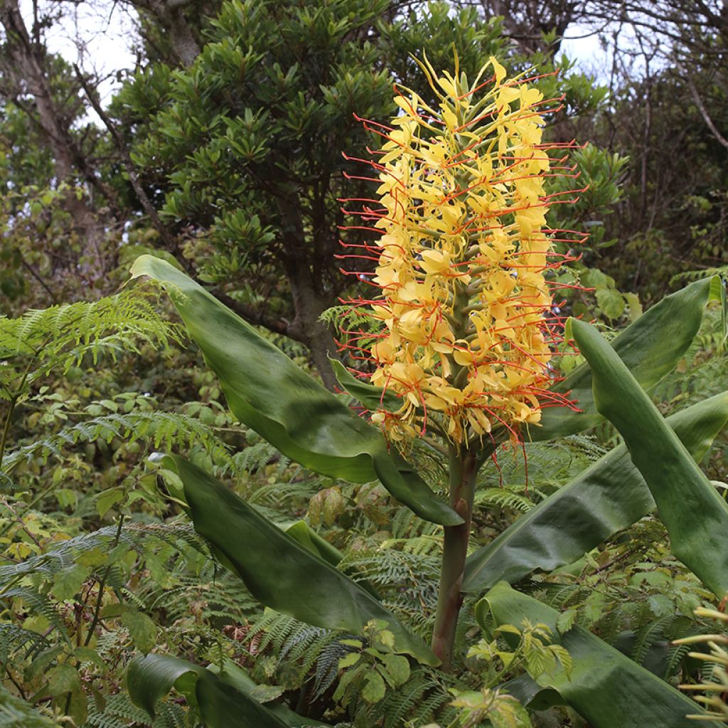 Hedychium gardnerianum - Longose en pot