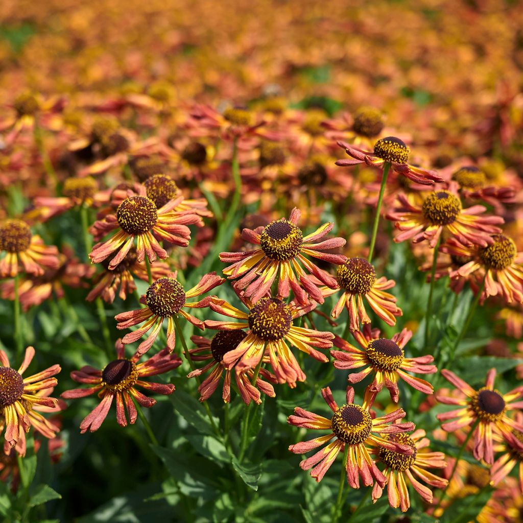 Sonnenbraut Loysder Wieck - Helenium