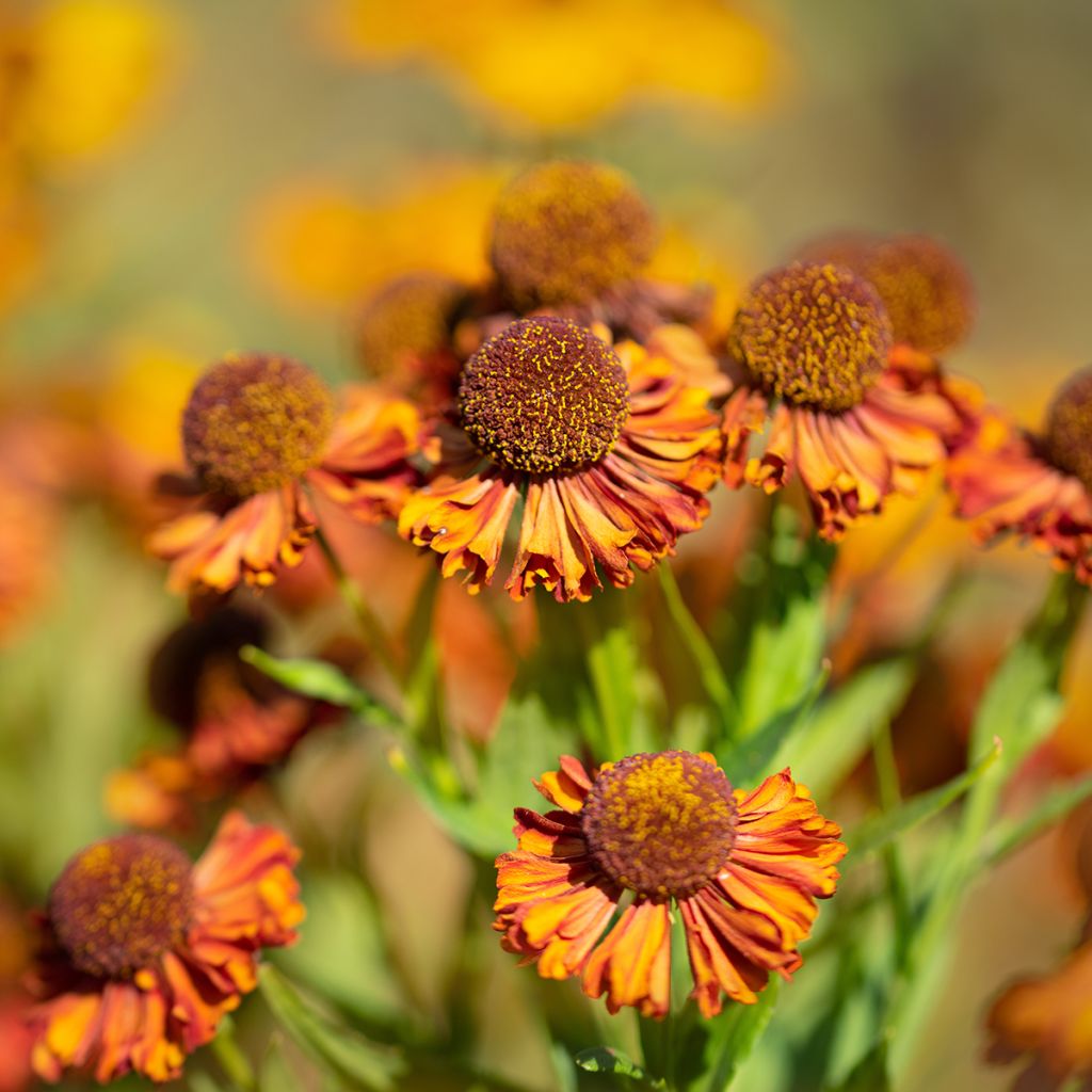 Sonnenbraut Sahin's Early Flowerer - Helenium