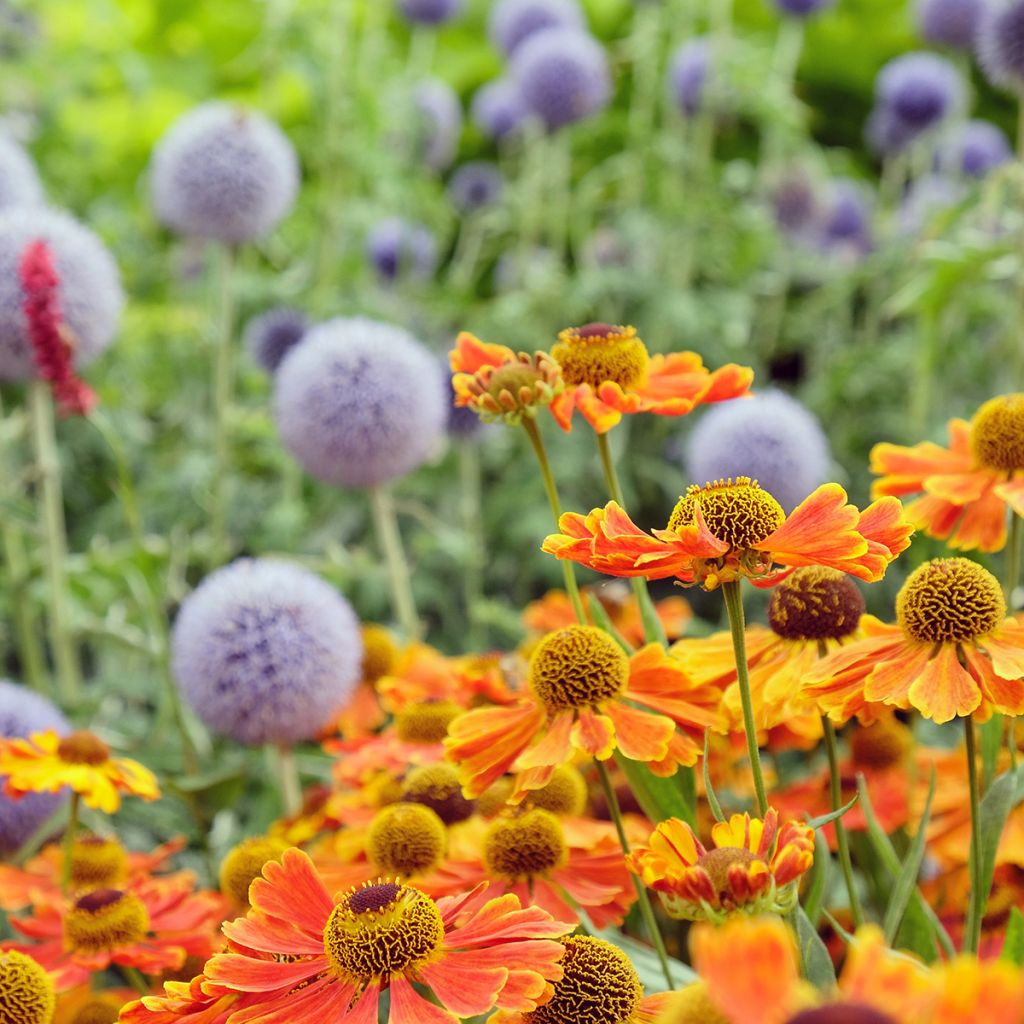 Sonnenbraut Sahin's Early Flowerer - Helenium