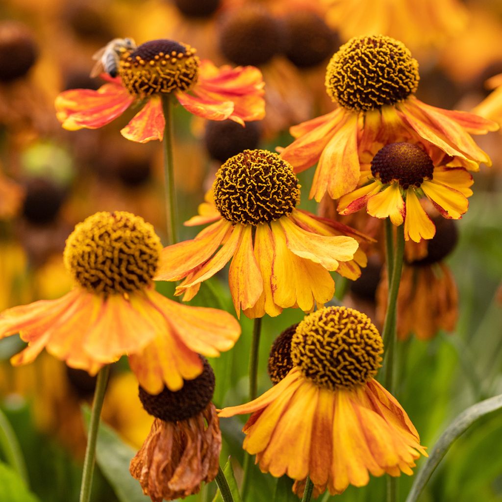 Sonnenbraut Sahin's Early Flowerer - Helenium