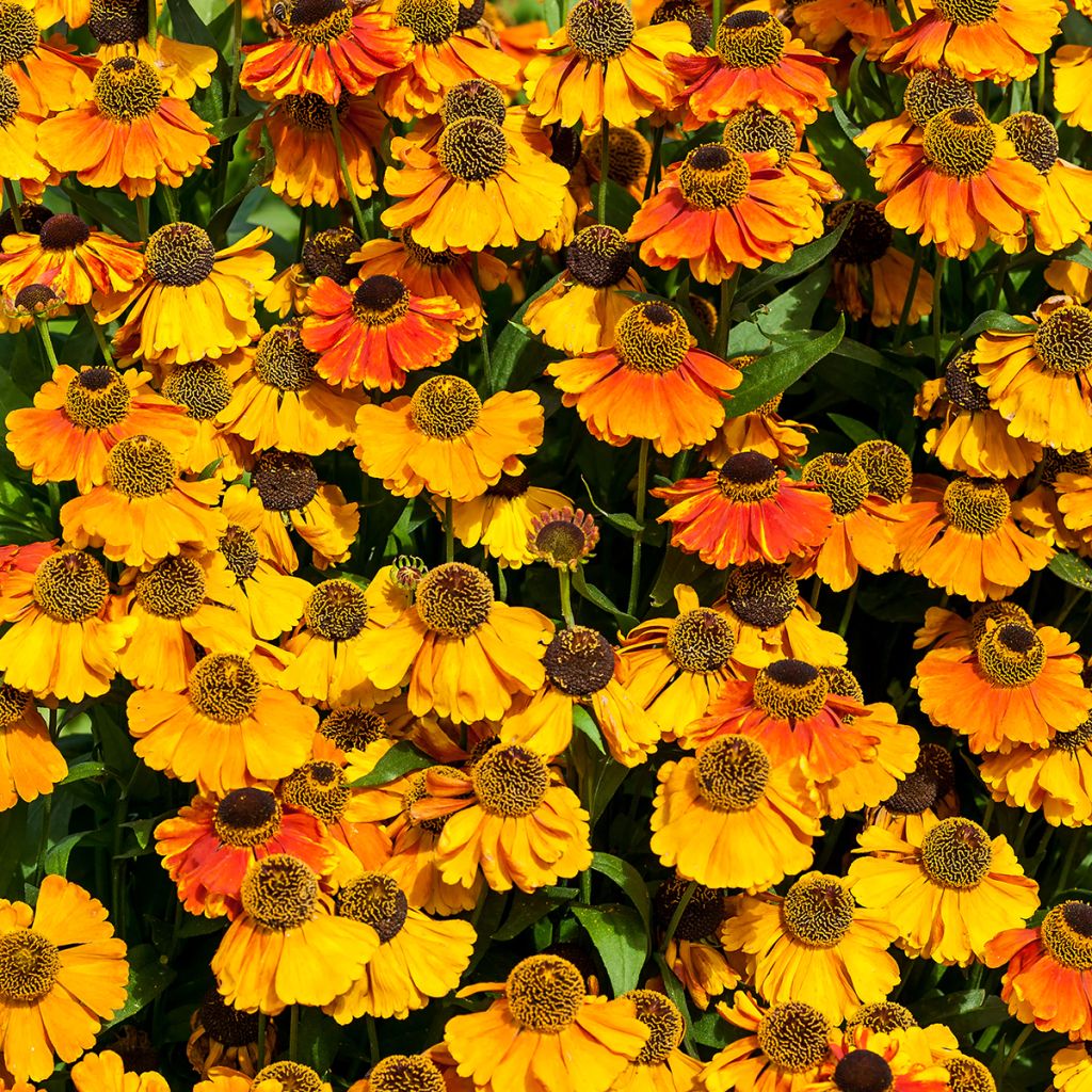 Sonnenbraut Sahin's Early Flowerer - Helenium