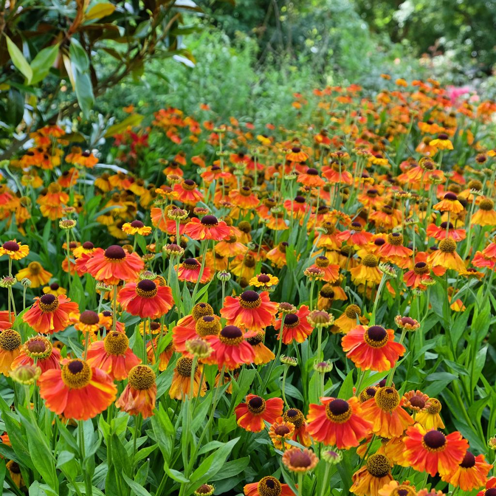 Sonnenbraut Sahin's Early Flowerer - Helenium
