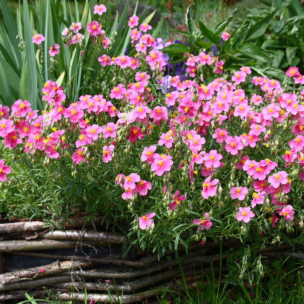 Sonnenröschen Lawrenson's Pink - Helianthemum