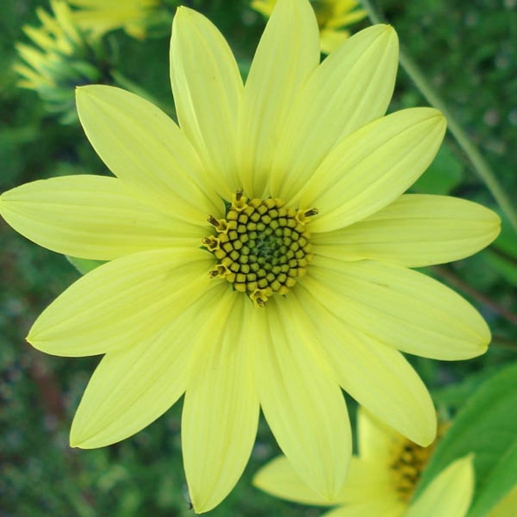 Helianthus Lemon Queen - Kleinköpfige Sonnenblume