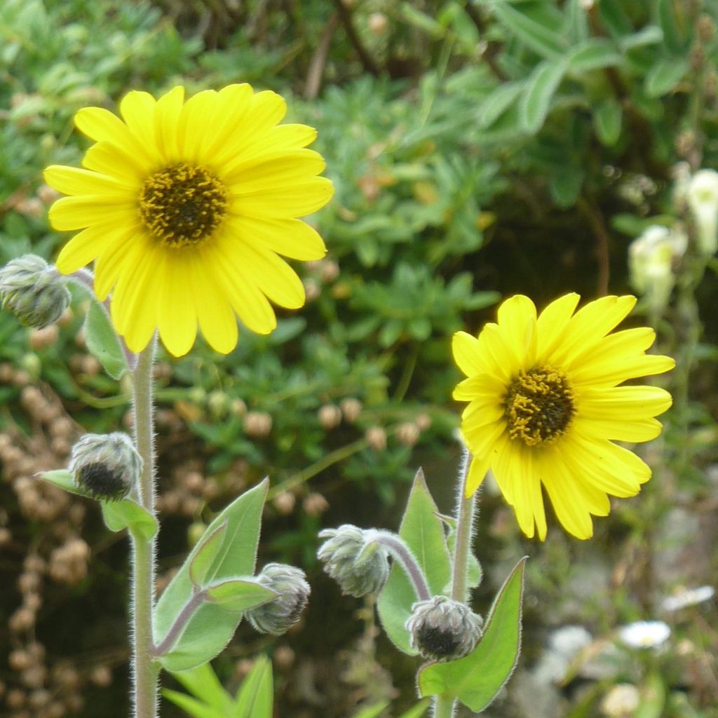 Helianthus mollis - Soleil vivace